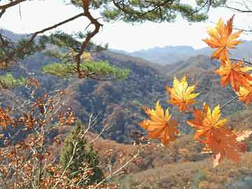 农村狗狗霸气走红，主人回应引发关注